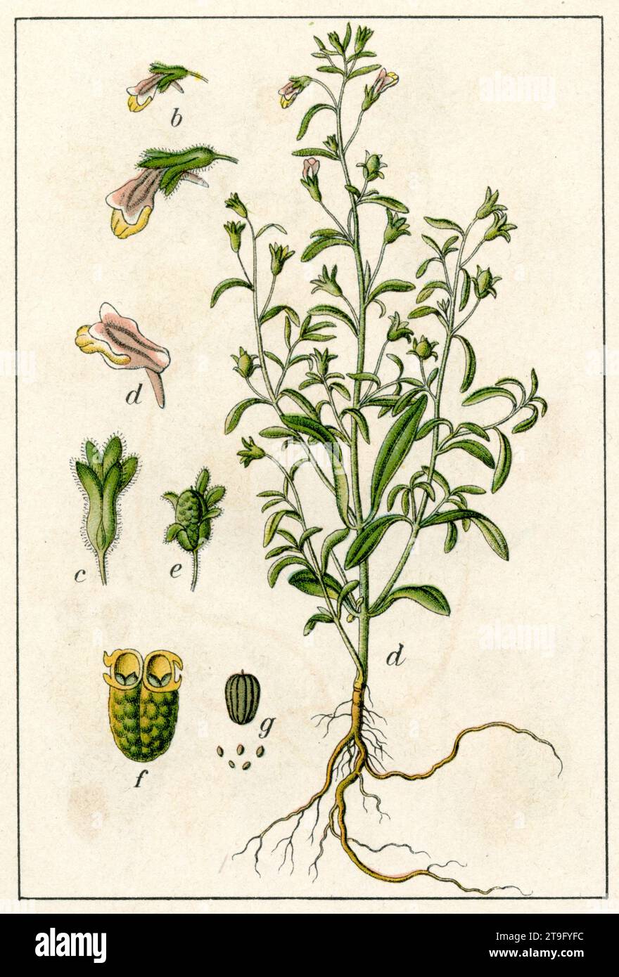 Chaenorhinum minus Chaenorhinum minus,  (botany book, 1903), Kleines Leinkraut Stock Photo