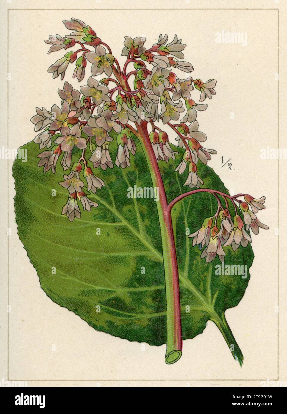 Siberian-tea Bergenia crassifolia,  (garden book, 1896), Dickblatt-Bergenie Stock Photo