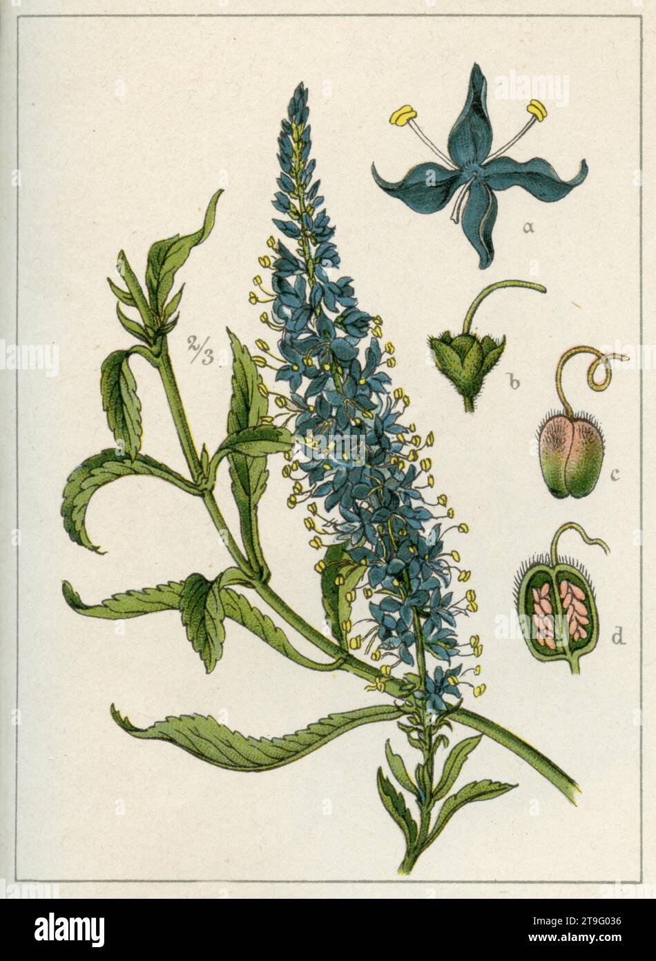 Spiked Speedwell Veronica spicata,  (garden book, 1896), Ähriger Ehrenpreis Stock Photo