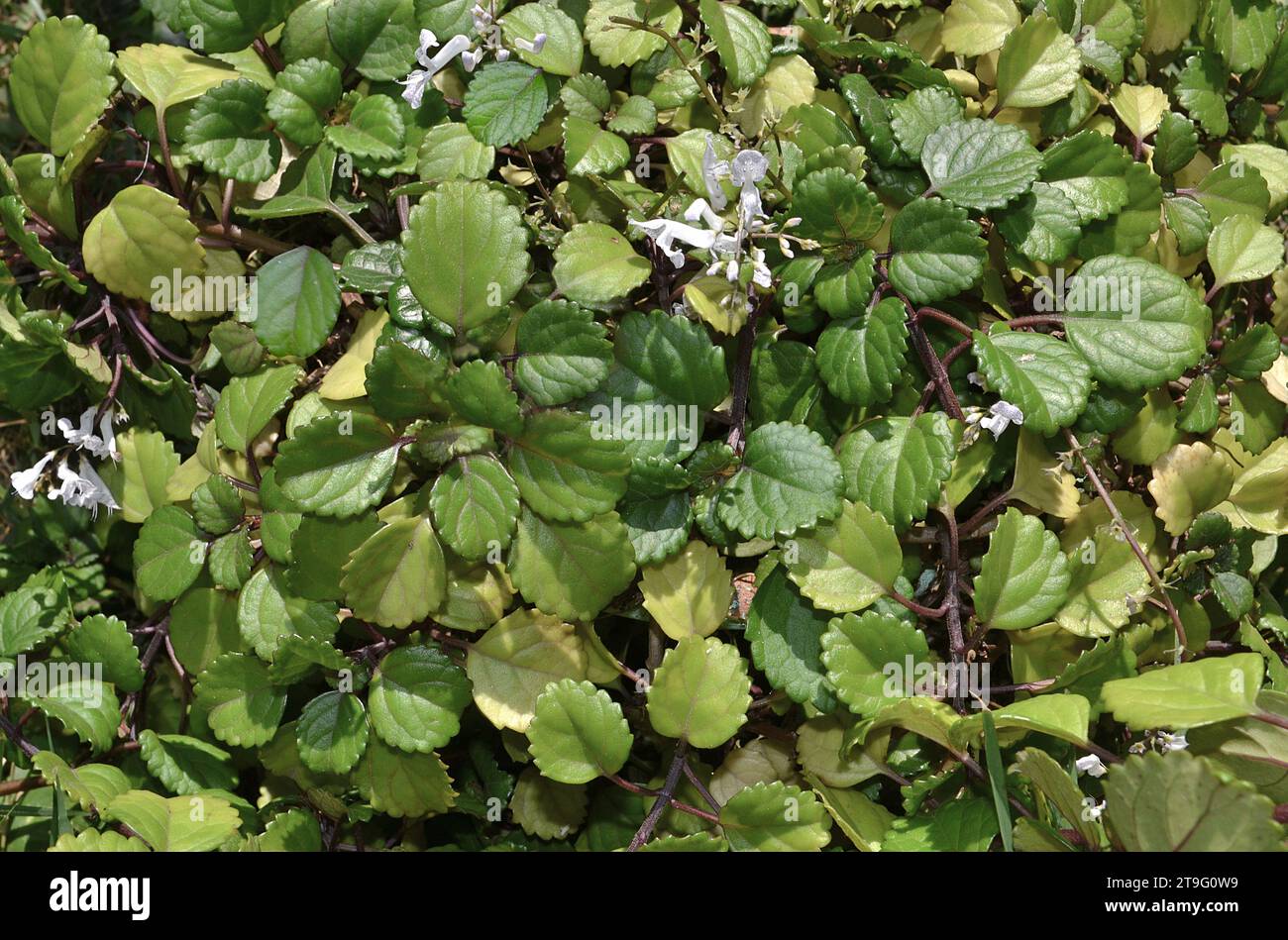 Dolar, a very branched, creeping plant called a dollar. Scientific name: Plectranthus verticillatus. Produces tiny white flowers. Stock Photo