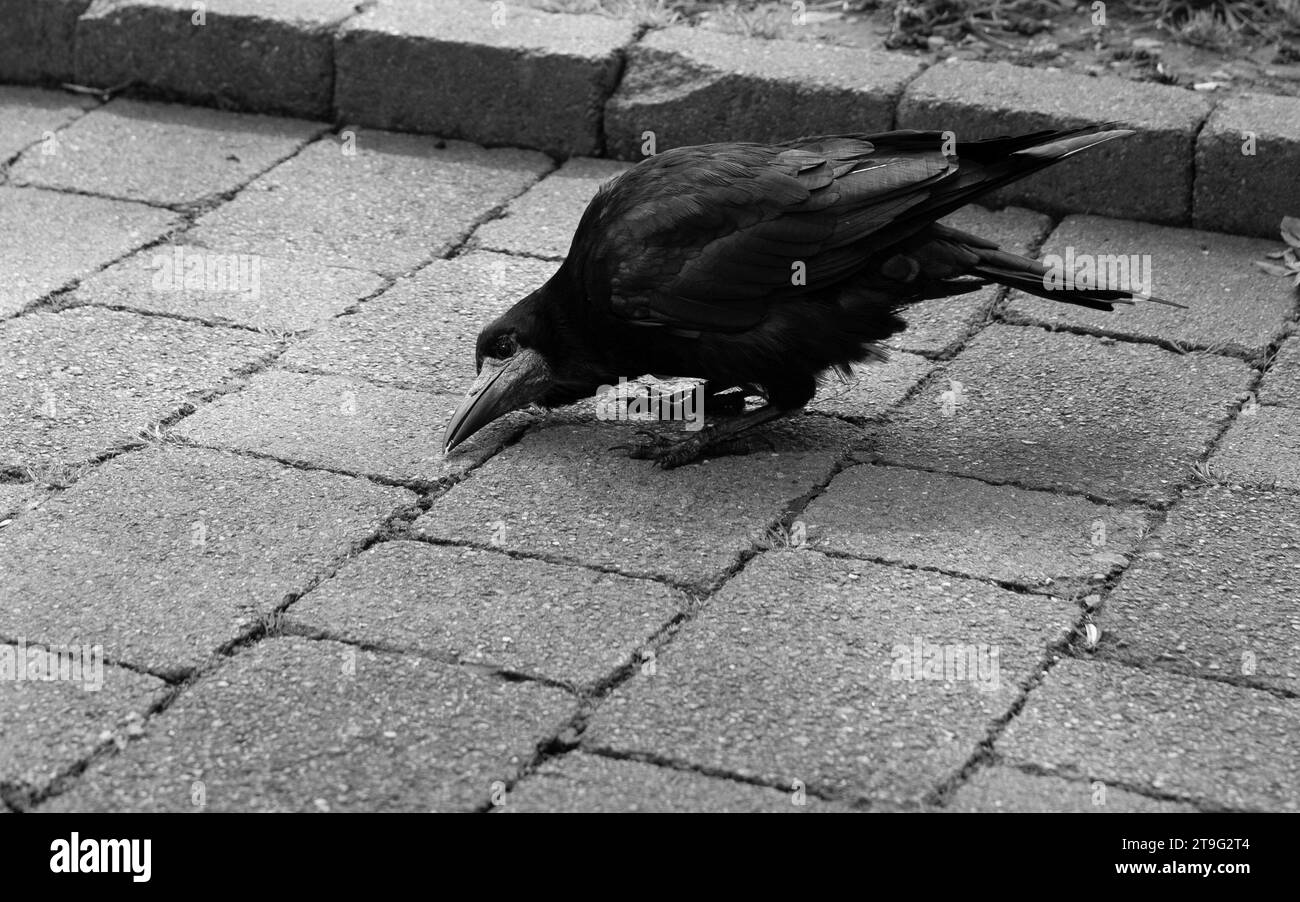 Black and white photo of a crow on the street Stock Photo