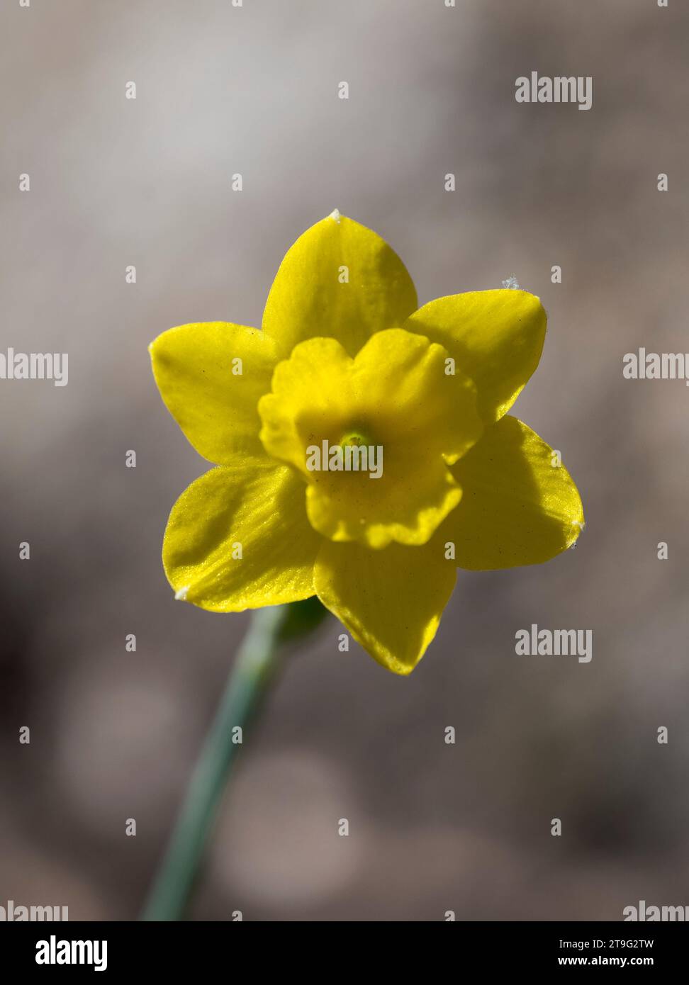 Rock daffodil, Narcissus rupicola. Photo taken in La Pedriza, Guadarrama Mountains National Park, Madrid, Spain Stock Photo