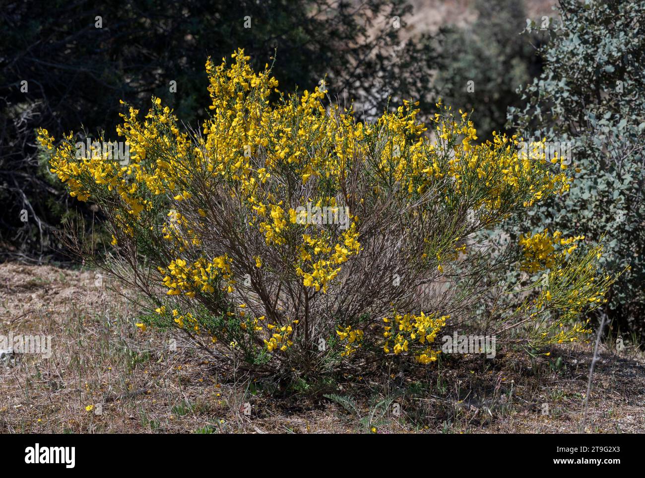 Common broom, Cytisus scoparius. Photo taken in Colmenar Viejo, Madrid, Spain Stock Photo