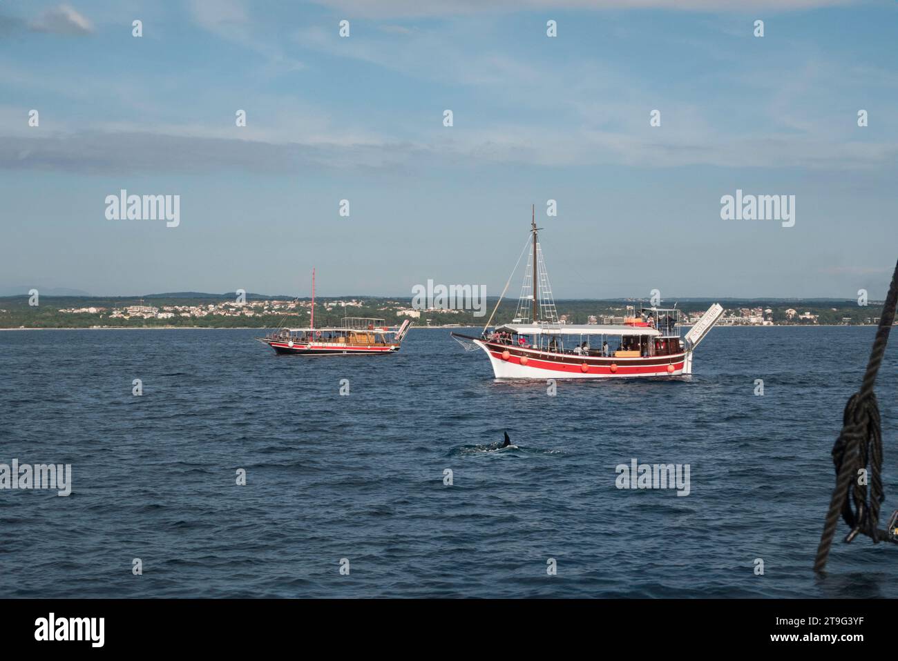 dolphin spotting excursion by boat in croatia on the adriatic sea Stock Photo