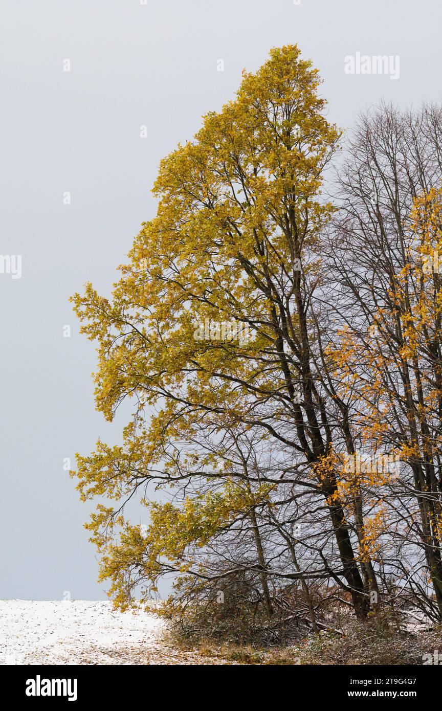 Colorful autumnal foliage with seasonal yellow leaves on the field covered by first snow. Late autumn. Stock Photo