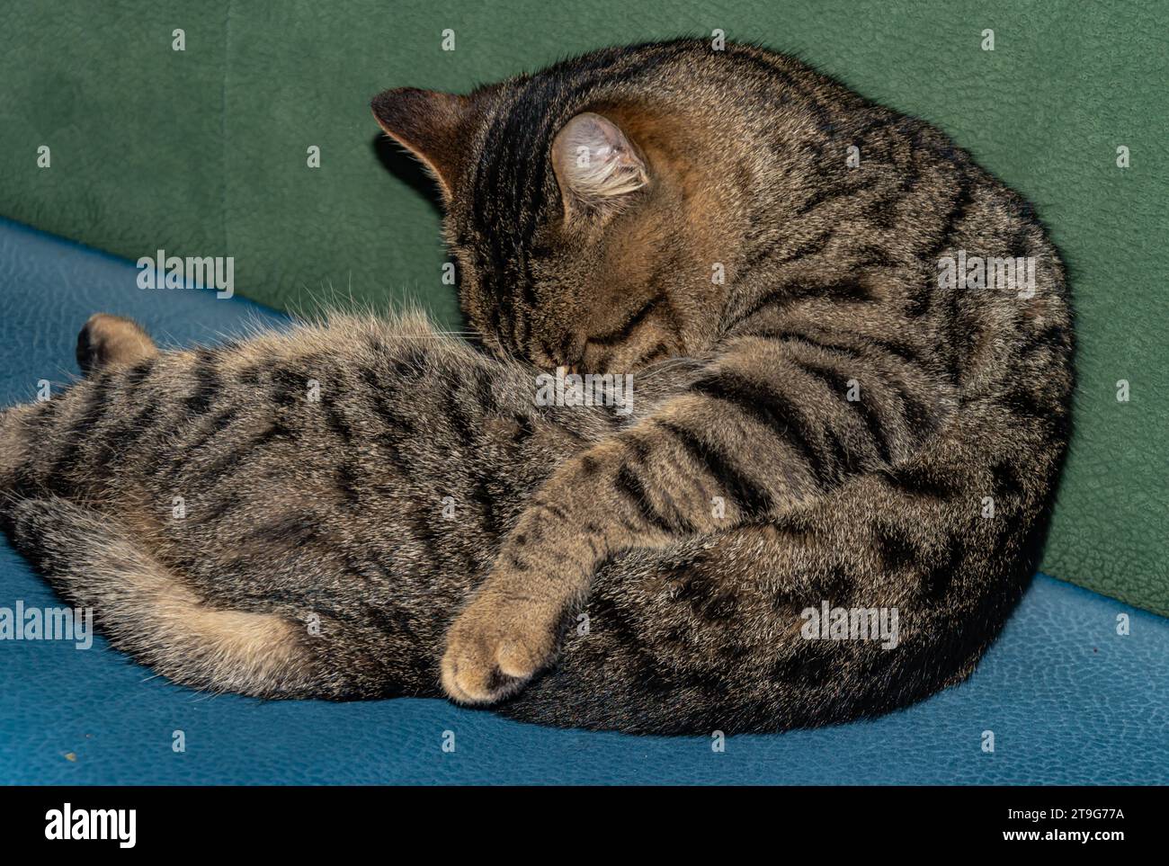 A cat's nap: rest and grooming in a cozy cafe Stock Photo