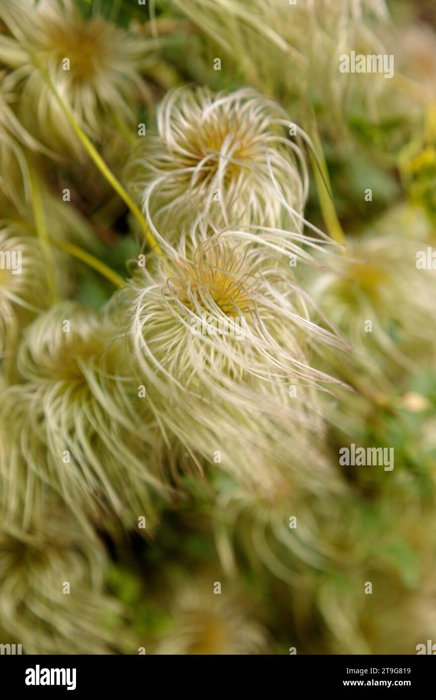 Clematis flower seed heads in autumn Stock Photo