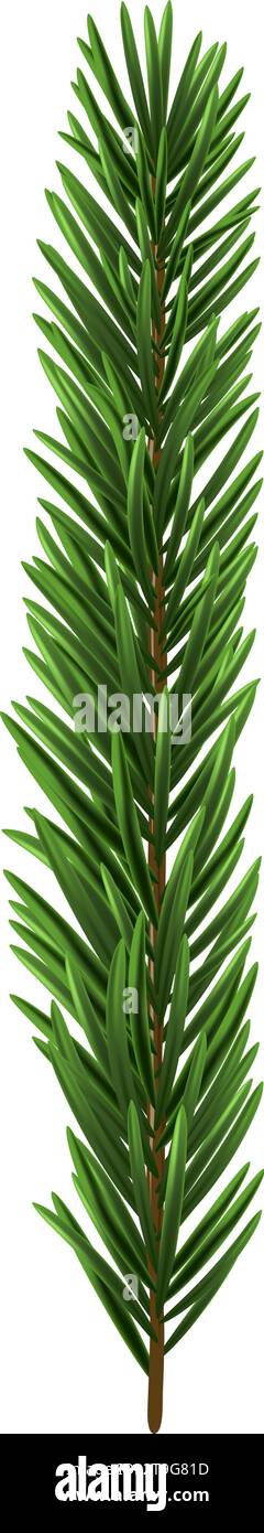 Green Christmas fir tree branch element. Vector illustration Stock ...