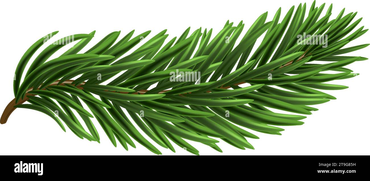 Green Christmas fir tree branch element. Vector illustration Stock ...