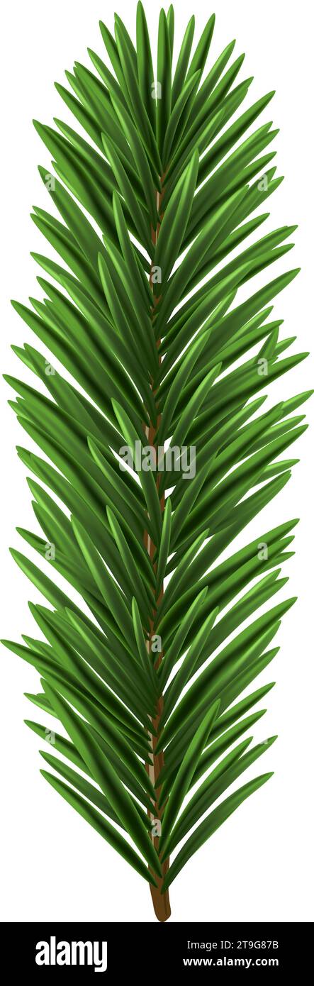 Green Christmas fir tree branch element. Vector illustration. Stock Vector