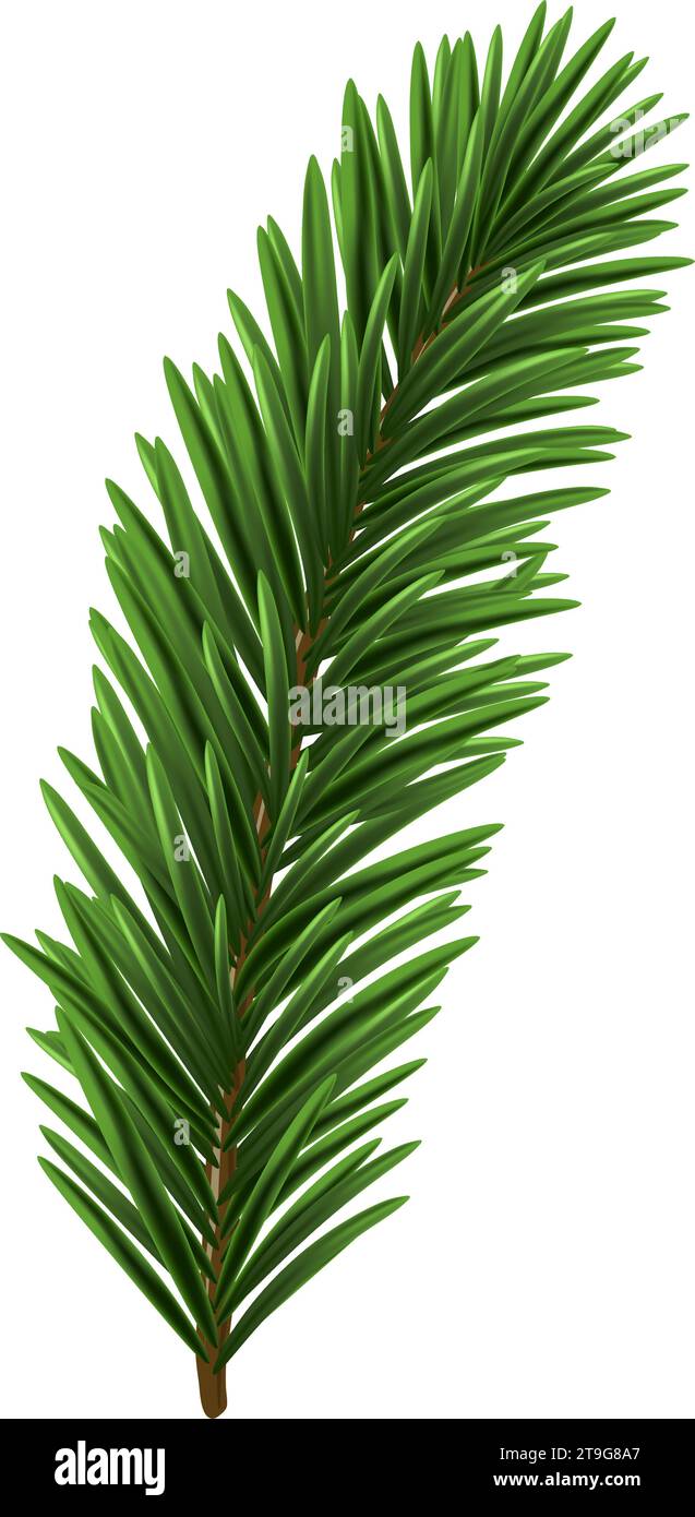 Green Christmas fir tree branch element. Vector illustration Stock ...