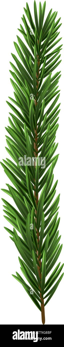 Green Christmas fir tree branch element. Vector illustration Stock ...