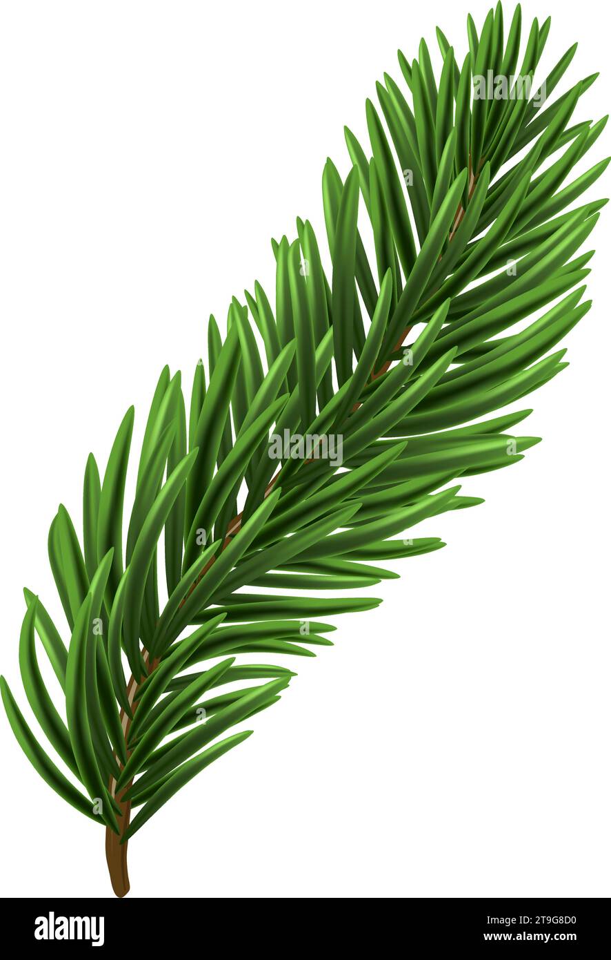 Green Christmas fir tree branch element. Vector illustration Stock ...