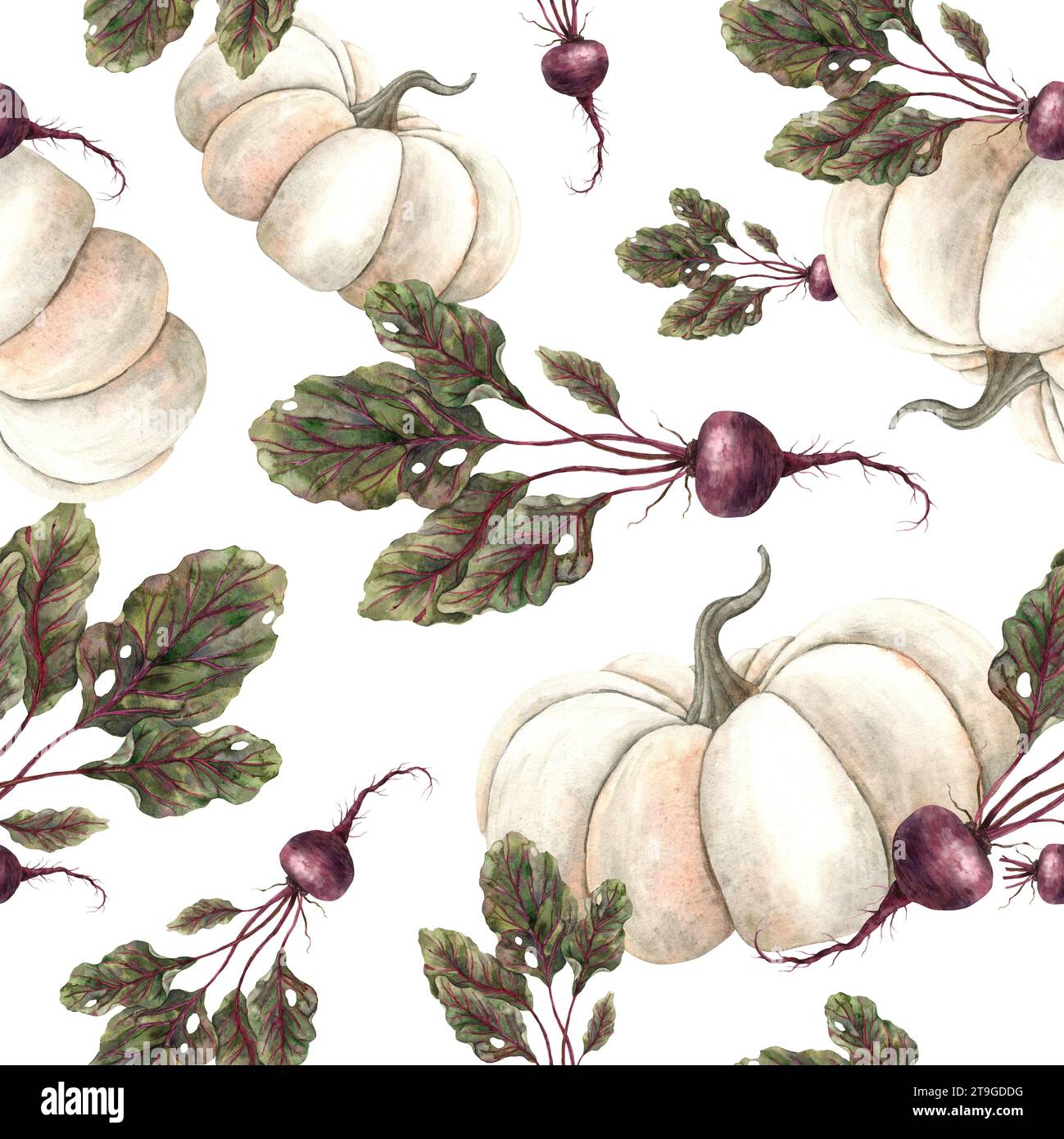 Seamless watercolor pattern with juicy beets and white pumpkin. Hand drawn botanical illustrations on isolated background. It can be used in print Stock Photo
