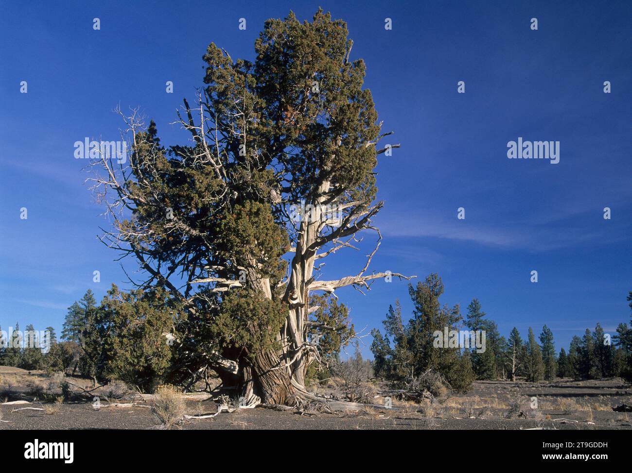 Western juniper (Juniperus occidentalis), Lost Forest Research Natural