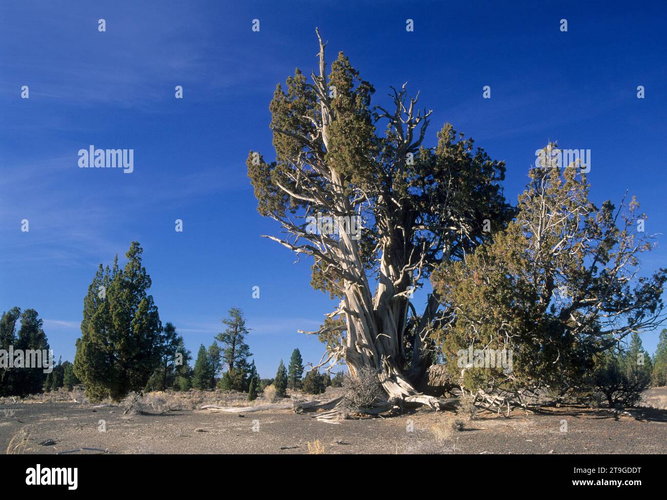 Western juniper (Juniperus occidentalis), Lost Forest Research Natural