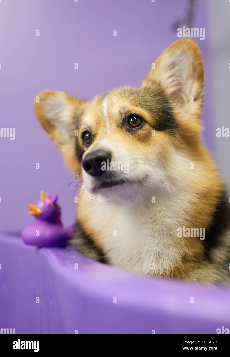 Cute bathing in a sink. Portrait of adorable Pembroke Welsh
