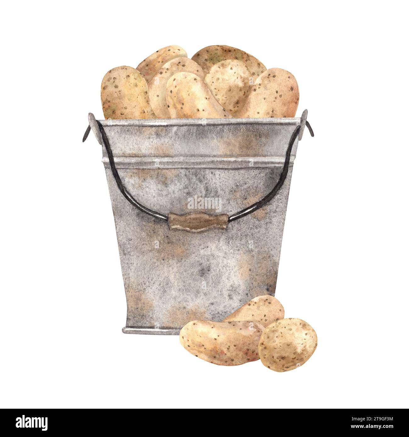 Watercolor raw potatoes in a rusty gray bucket, composition. Hand drawn ...