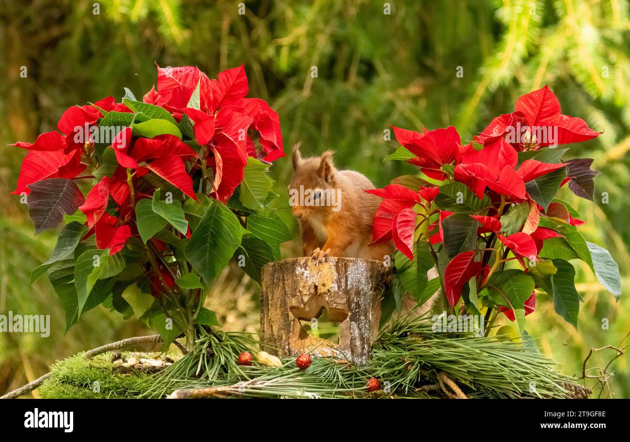 Cute little scottish squirrel in the woodland in Christmas festive