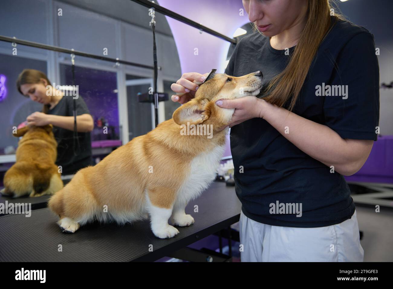 Animal groomer brushing with a slicker brush tool. Pet hygiene