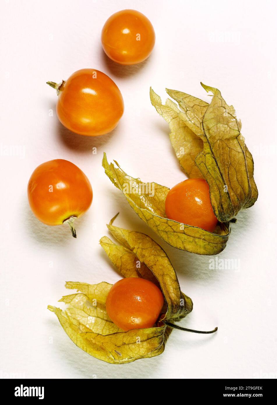 Physalis peruviana ‘Cape Gooseberry’ - FRUIT Stock Photo