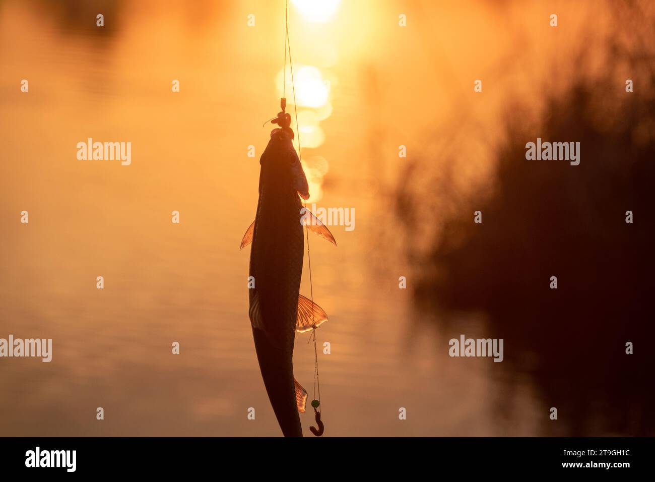 Roach. Gambling fishing on the river in the evening. Caught fish at sunset Stock Photo