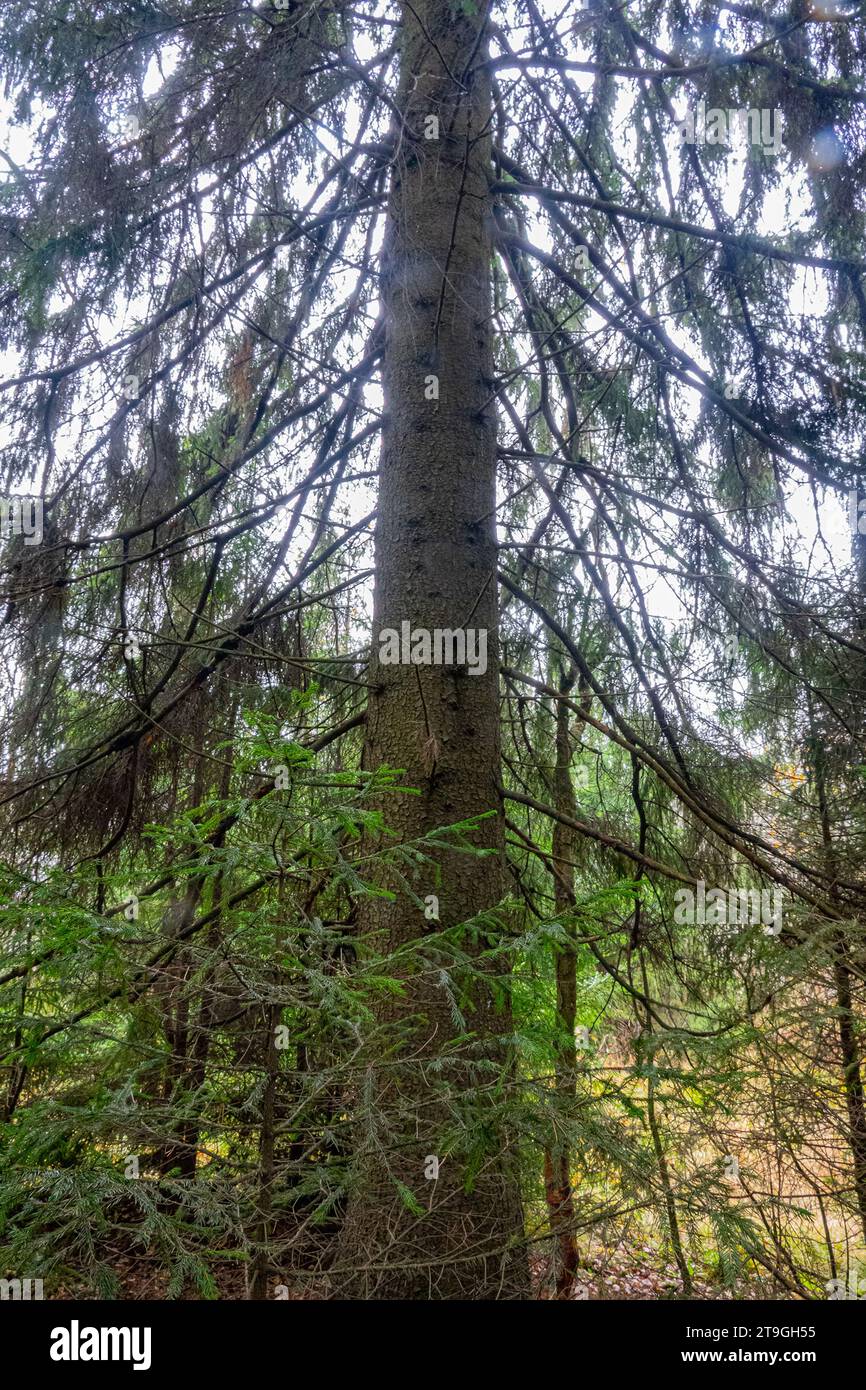 Dendrology. Secular tree. Agelong European spruce (Picea excelsa, P. abies) in the boreal forests of northeastern Europe Stock Photo