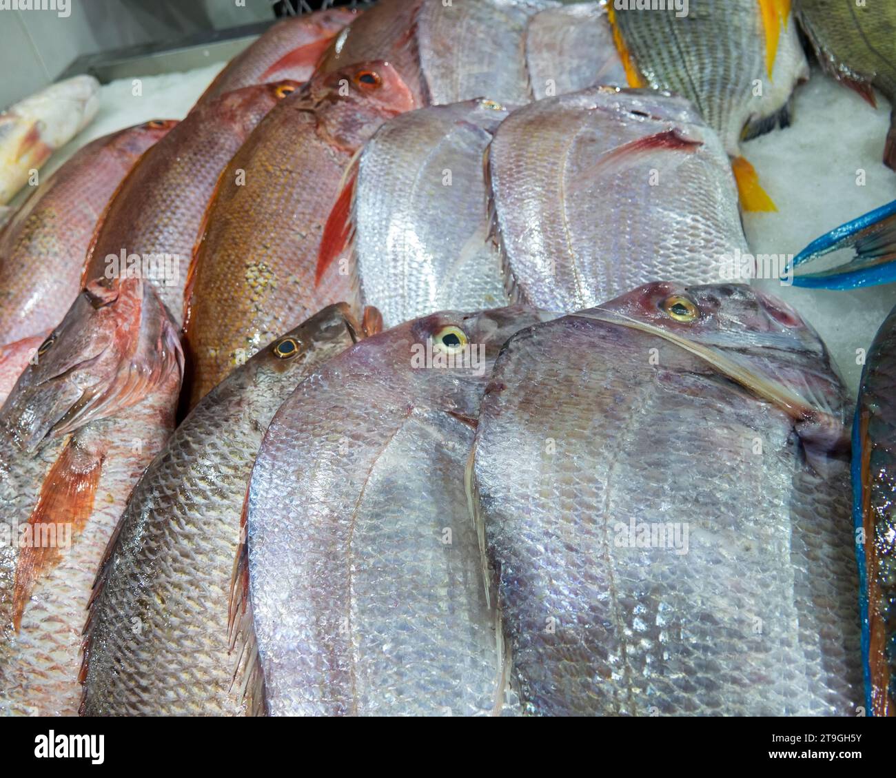 Bandar Abbas, Iran. Fish market. The fish of the Persian Gulf and the Arabian Sea are caught and sold Stock Photo