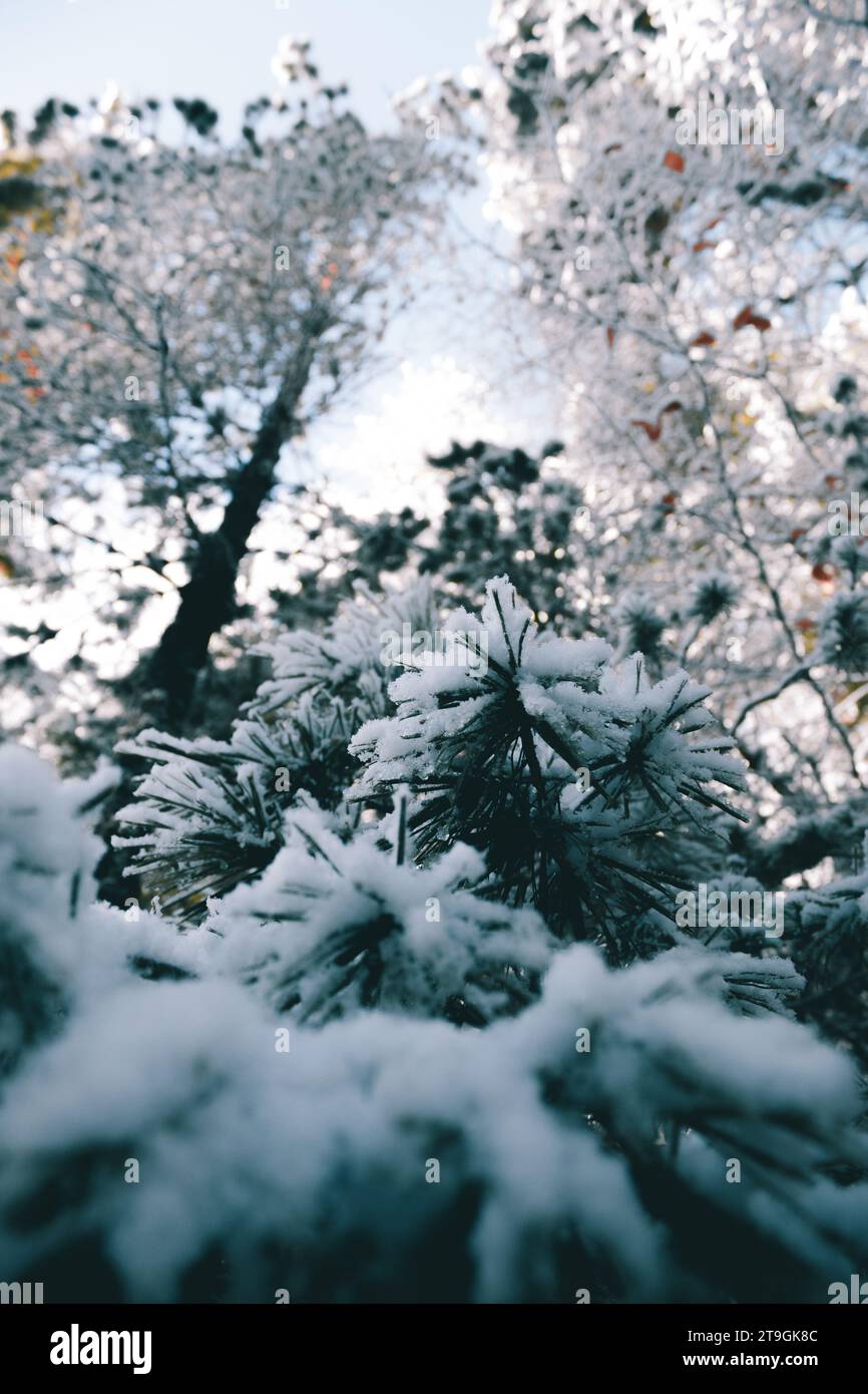 Low angle view winter pine hi-res stock photography and images - Alamy