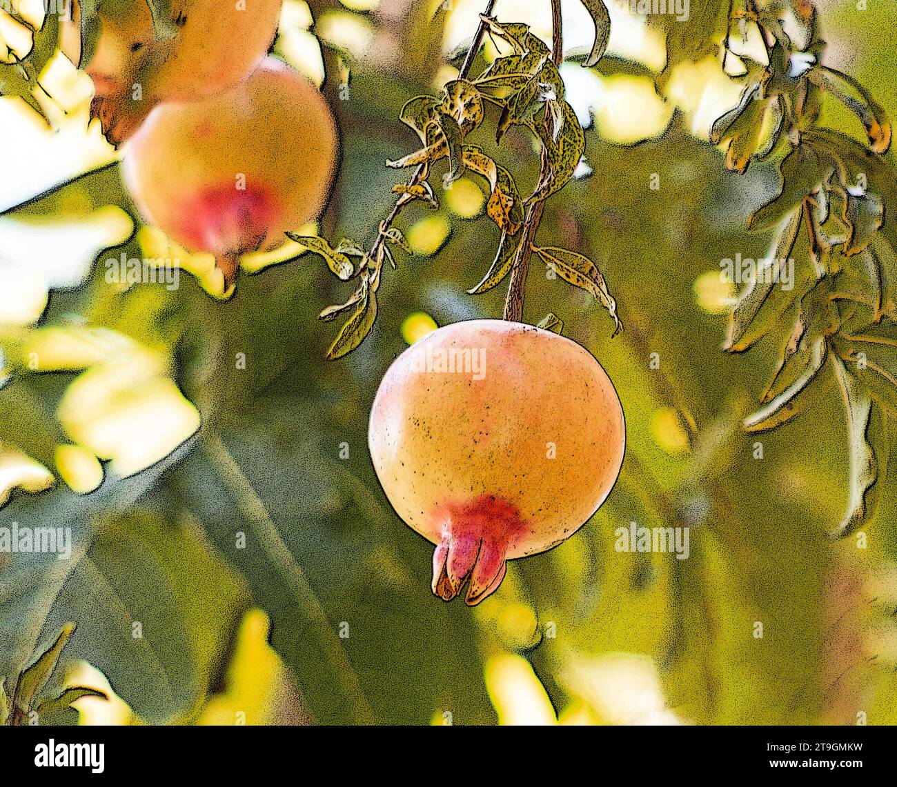 Pomegranate fruit hanging (Punica granatum) on the tree Stock Photo
