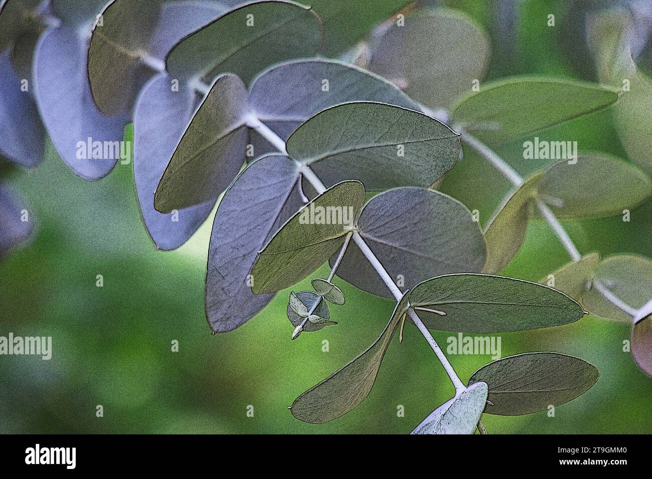 Eucalyptus branches, leaves on natural background Stock Photo