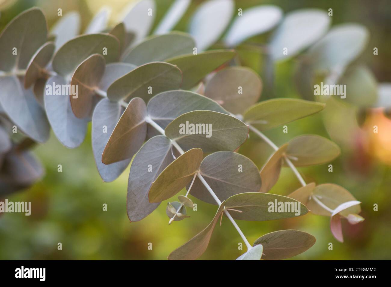Eucalyptus branches, leaves on natural background Stock Photo