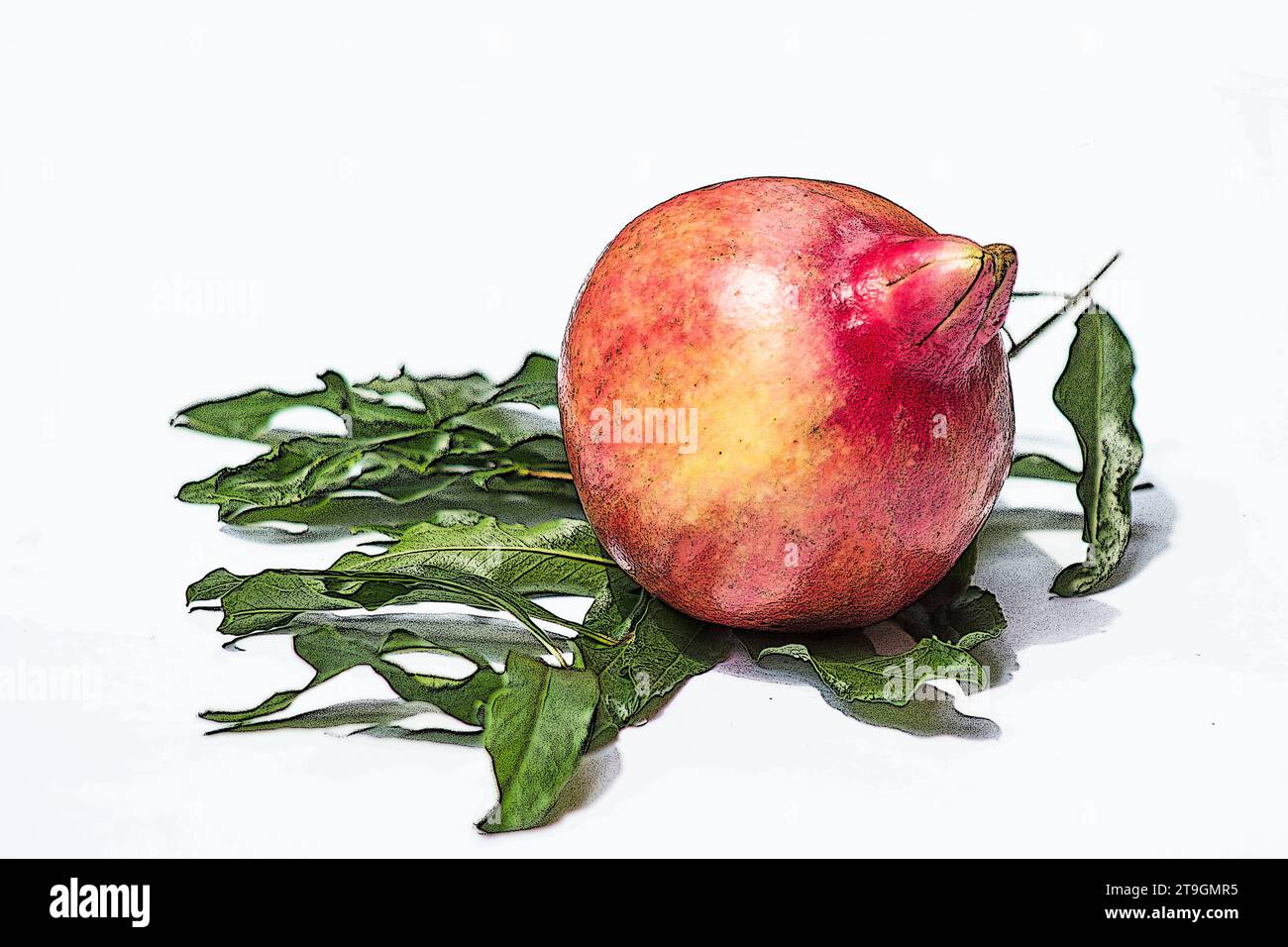 Pomegranate fruit (Punica granatum) and leaveson white background Stock Photo