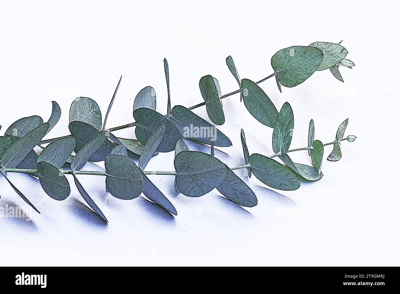 Eucalyptus branches, leaves on white background Stock Photo Alamy