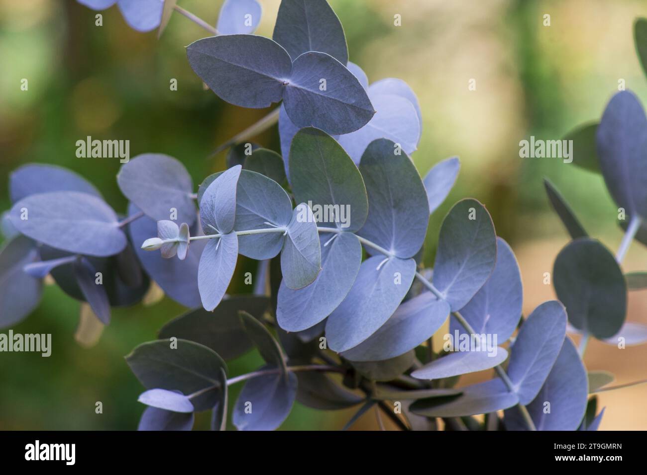 Eucalyptus branches, leaves on natural background Stock Photo