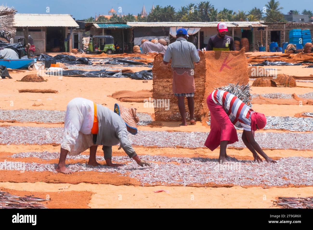 Two older women are bent over spreading out small fish on mats to dry out in the sunlight in Negombo in Sri Lanka Stock Photo