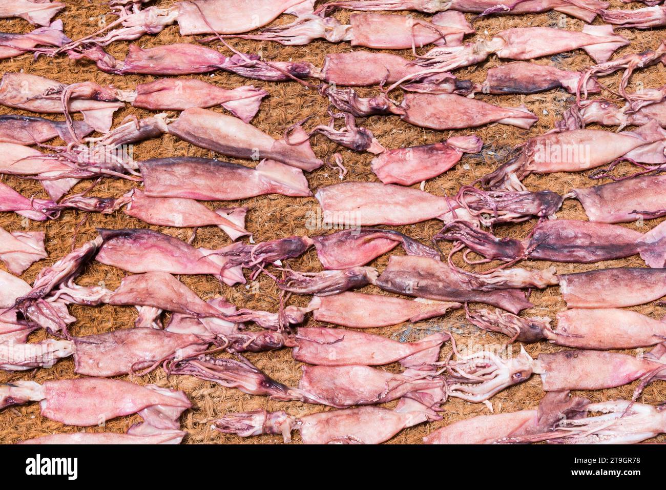 A catch of squid lies in a rattan rug to dry in the sunlight in Negombo Sri Lanka Stock Photo
