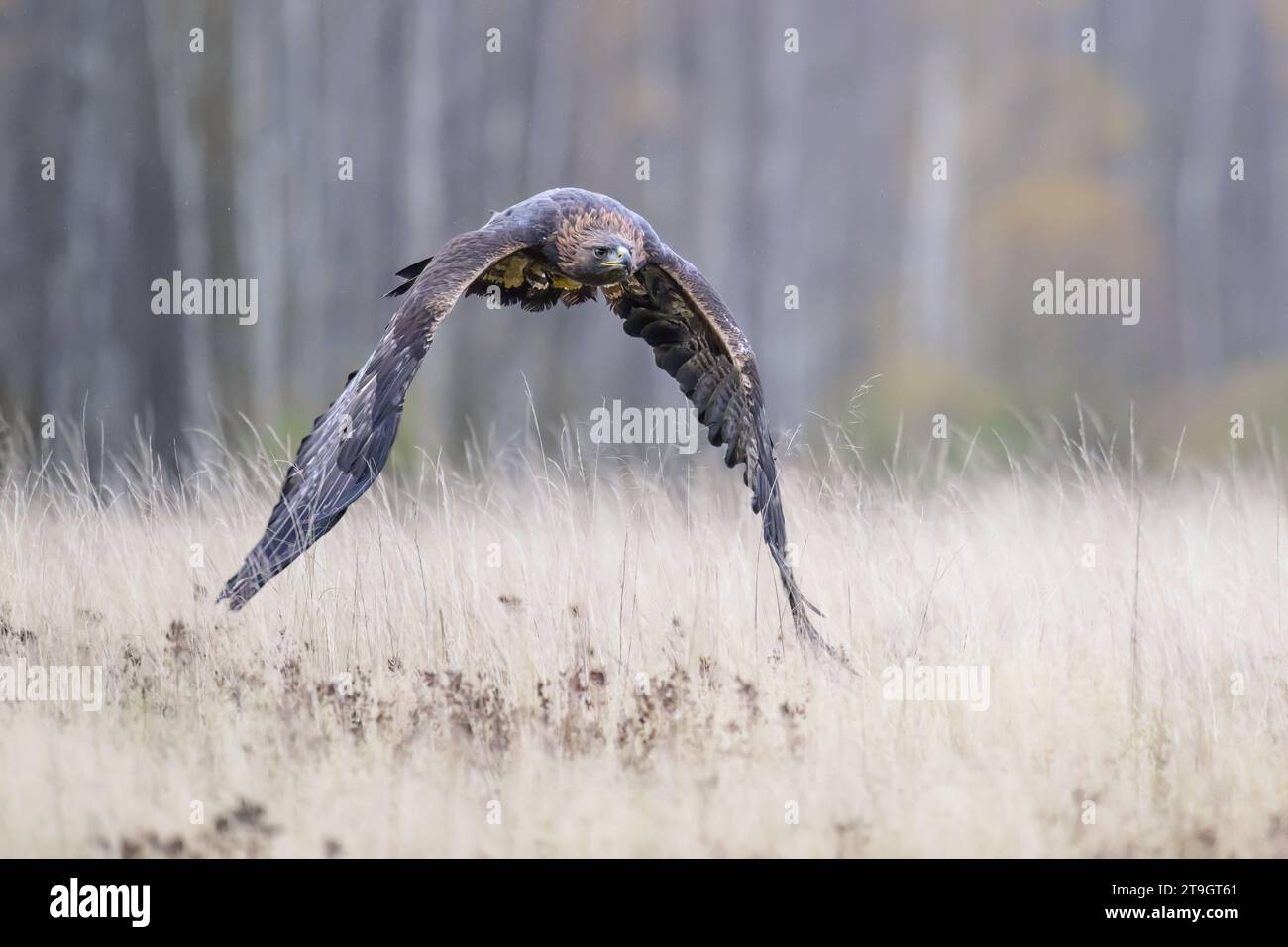 A golden eagle flies low over the ground and prepares to land. Stock Photo