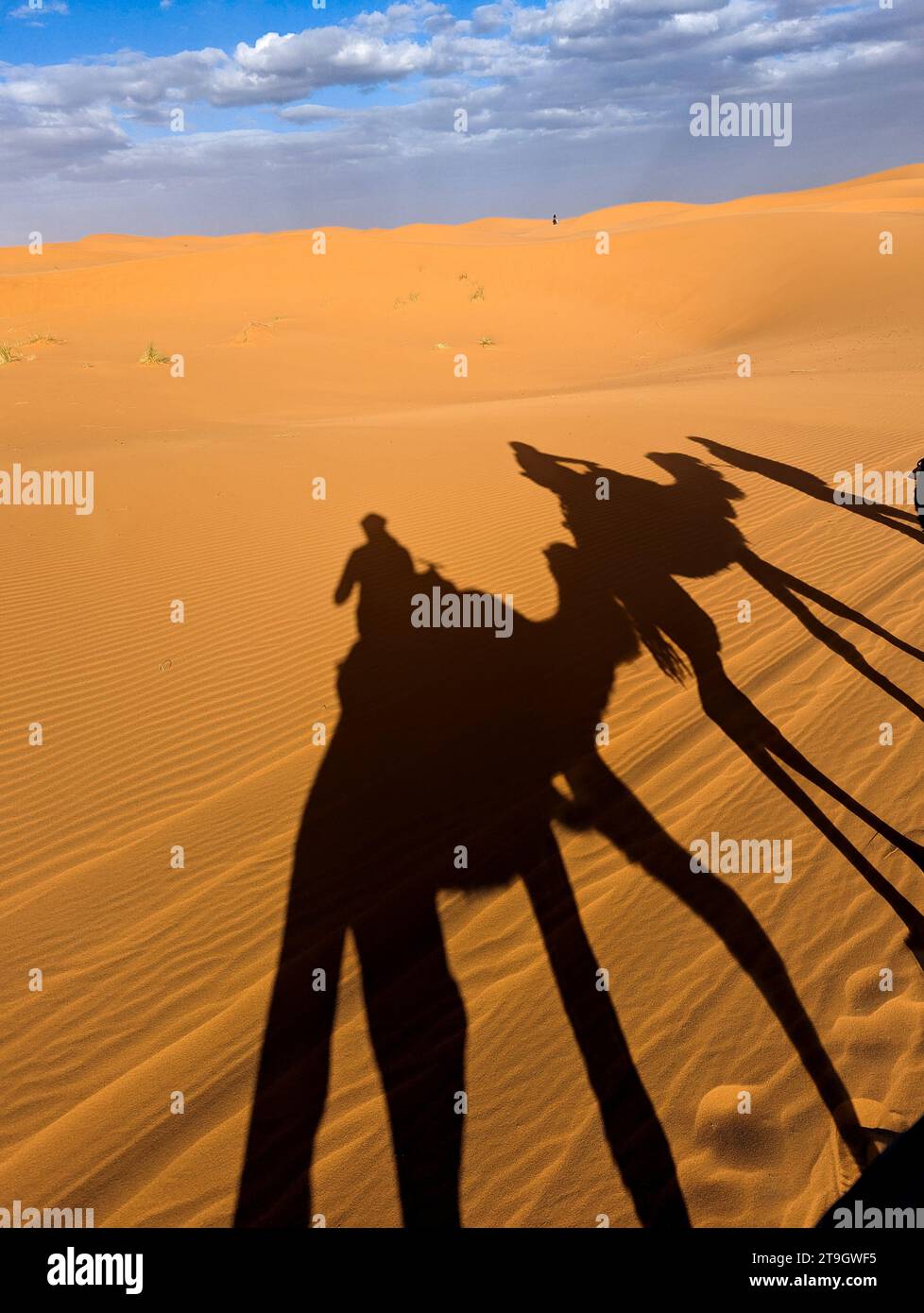 camel shadows Stock Photo