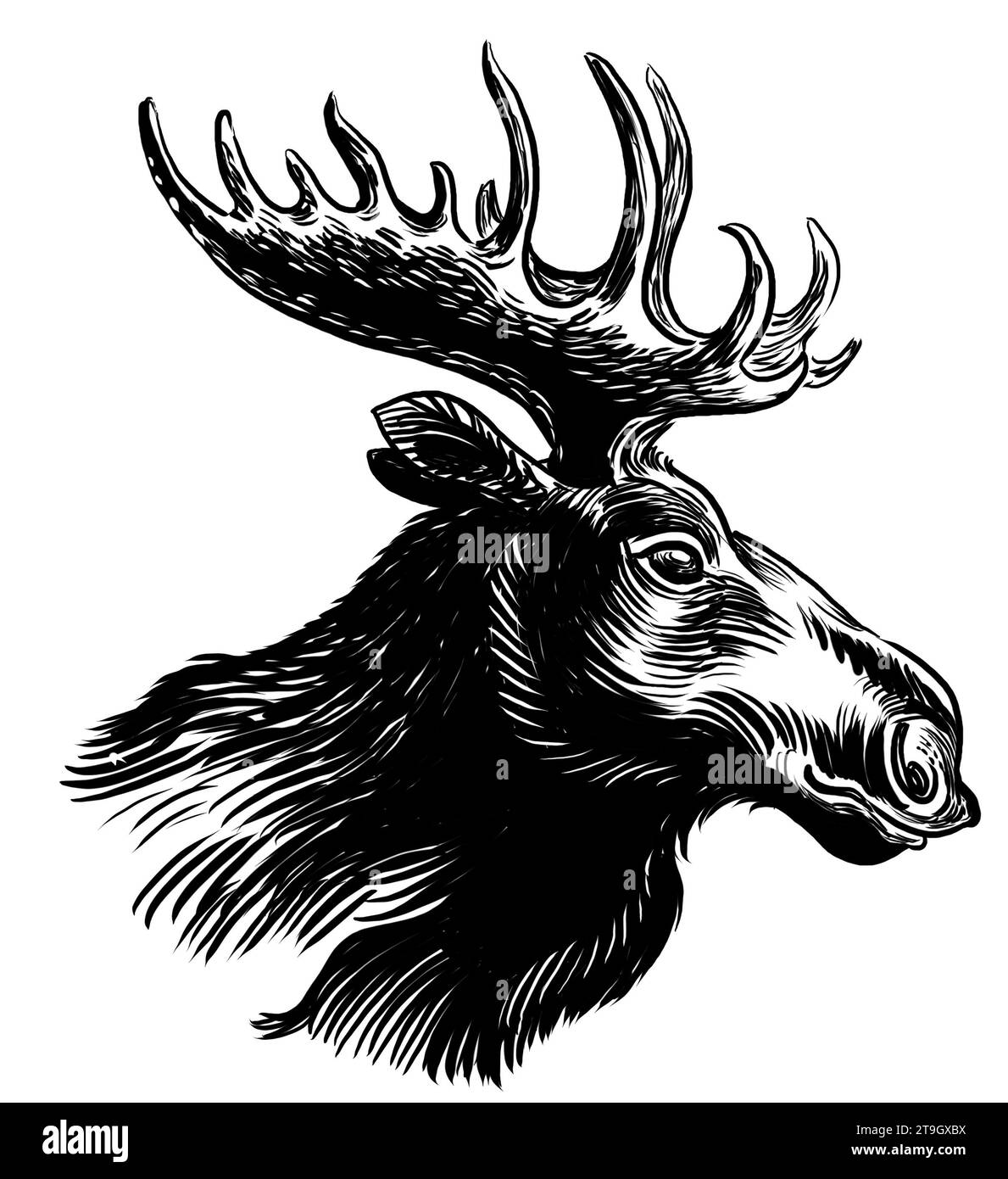 Moose hand drawn illustration Black and White Stock Photos & Images - Alamy