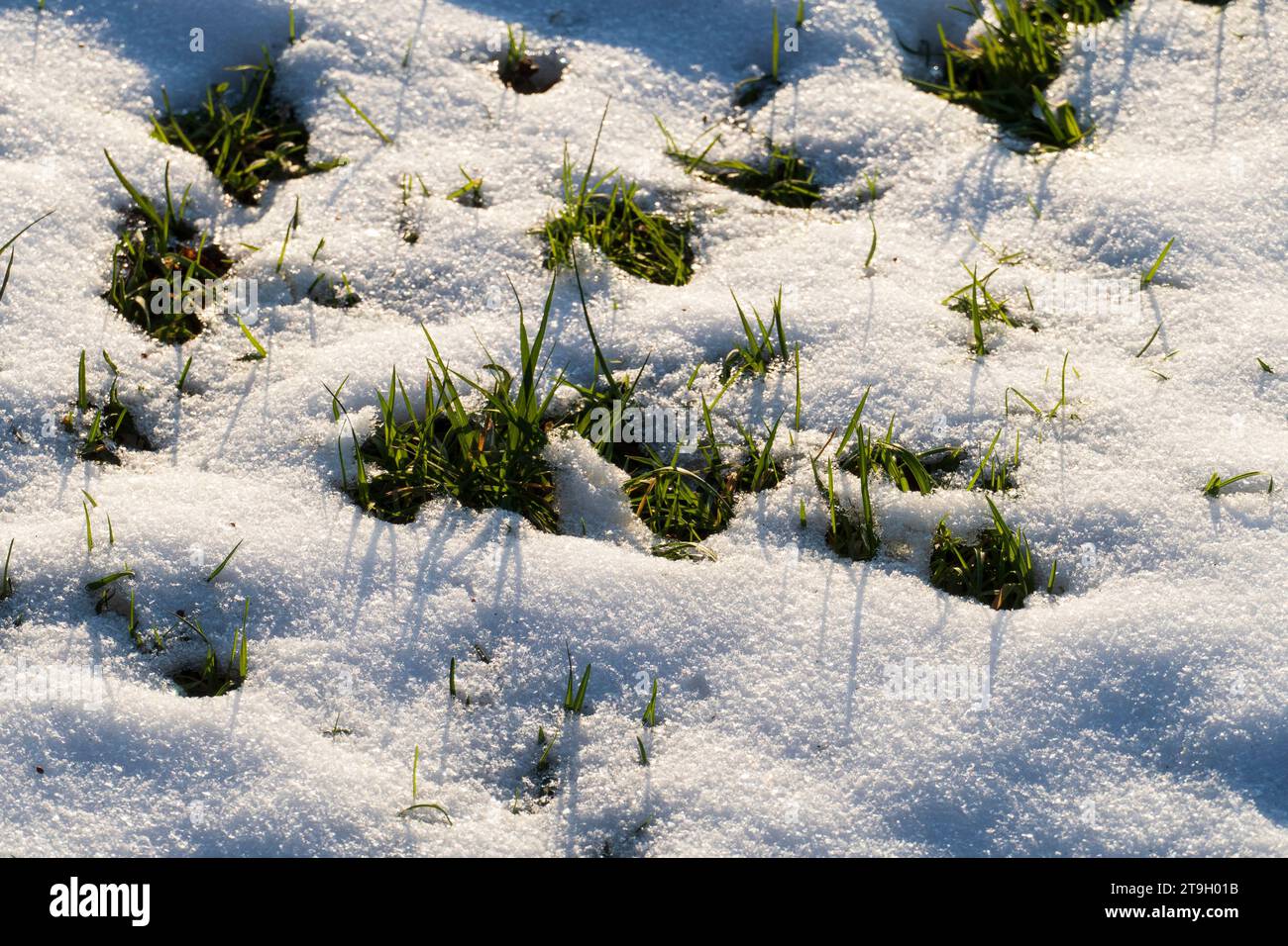 Grashalme schauen aus einer dichten Schneedecke hervor Stock Photo