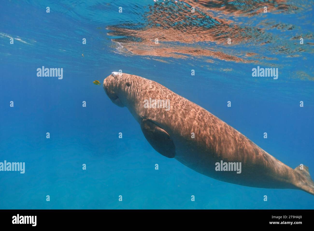 Dugong swimming underwater near the surface of the blue sea Stock Photo