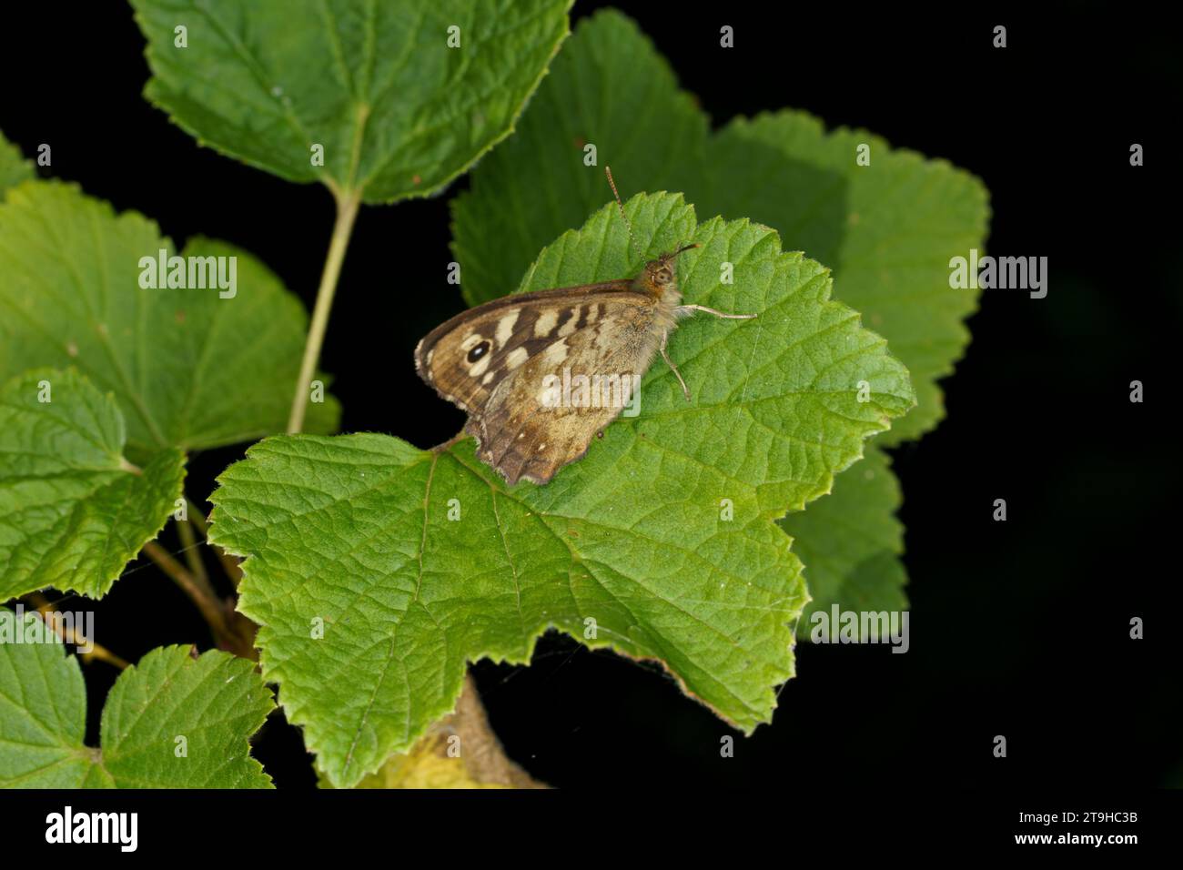 Pararge aegeria Family Nymphalidae Genus Pararge Speckled wood butterfly wild nature insect wallpaper, picture, photography Stock Photo