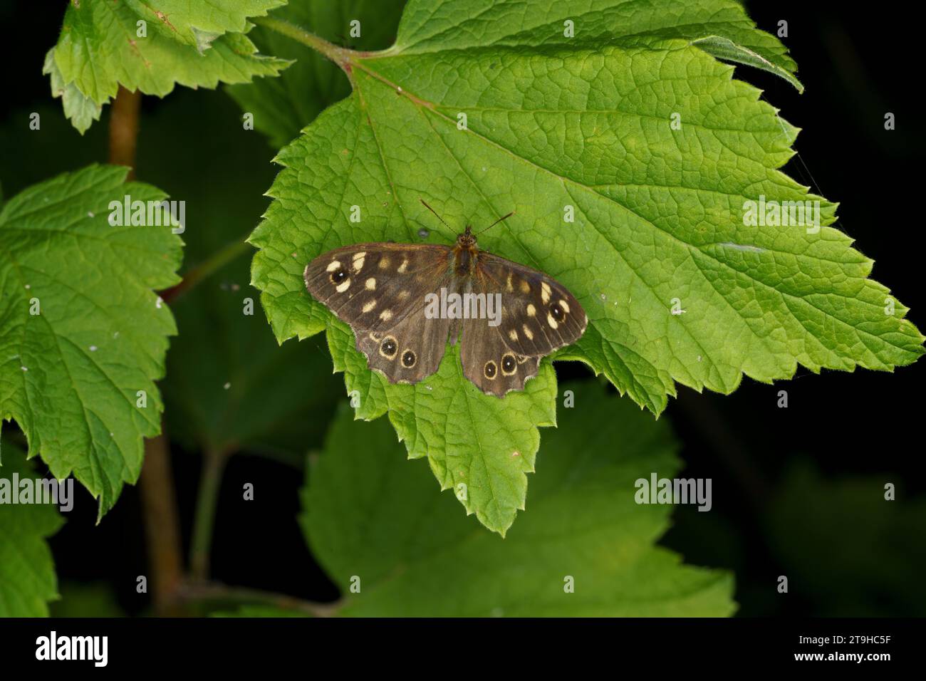 Pararge aegeria Family Nymphalidae Genus Pararge Speckled wood butterfly wild nature insect wallpaper, picture, photography Stock Photo