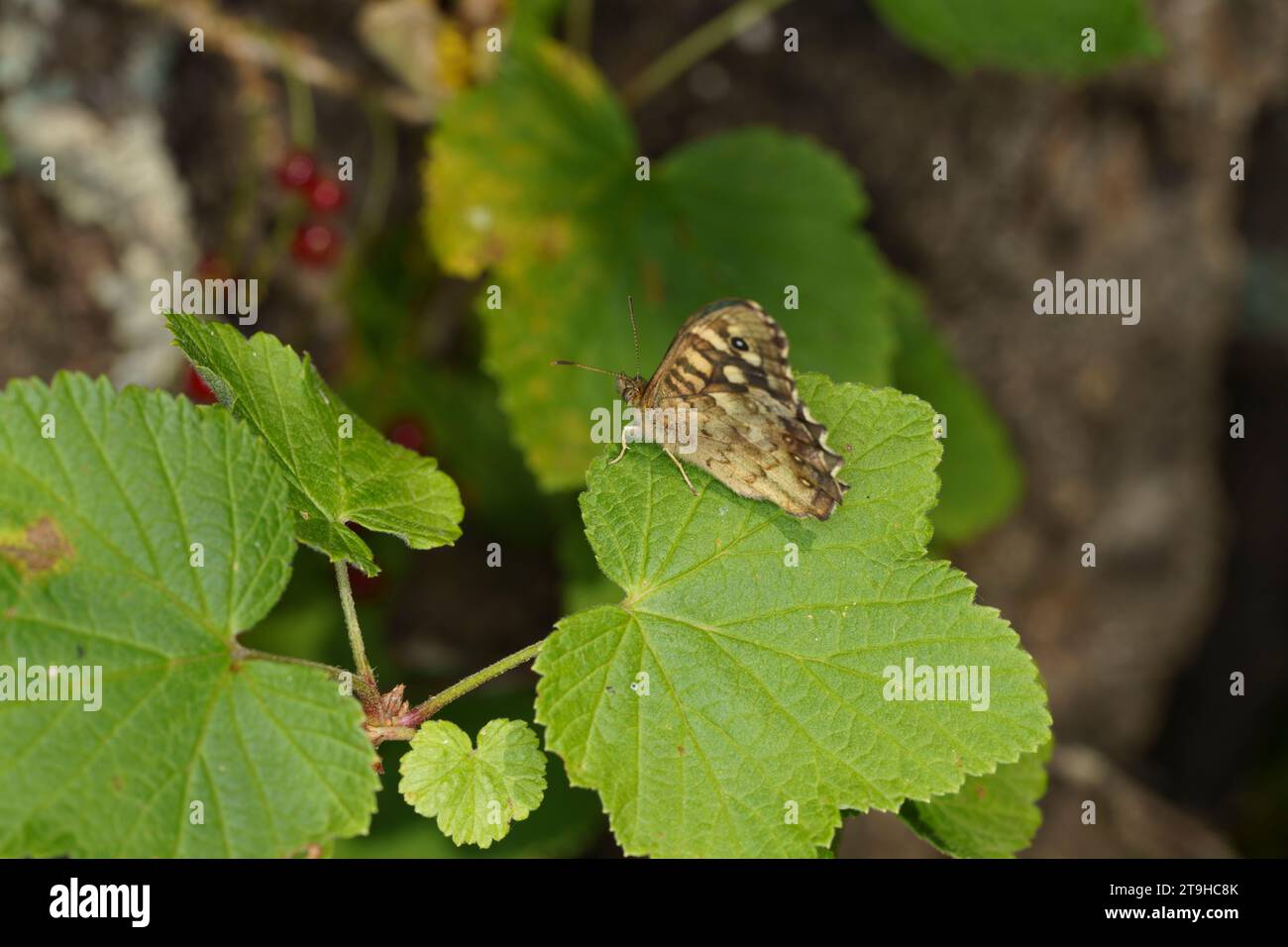Pararge aegeria Family Nymphalidae Genus Pararge Speckled wood butterfly wild nature insect wallpaper, picture, photography Stock Photo
