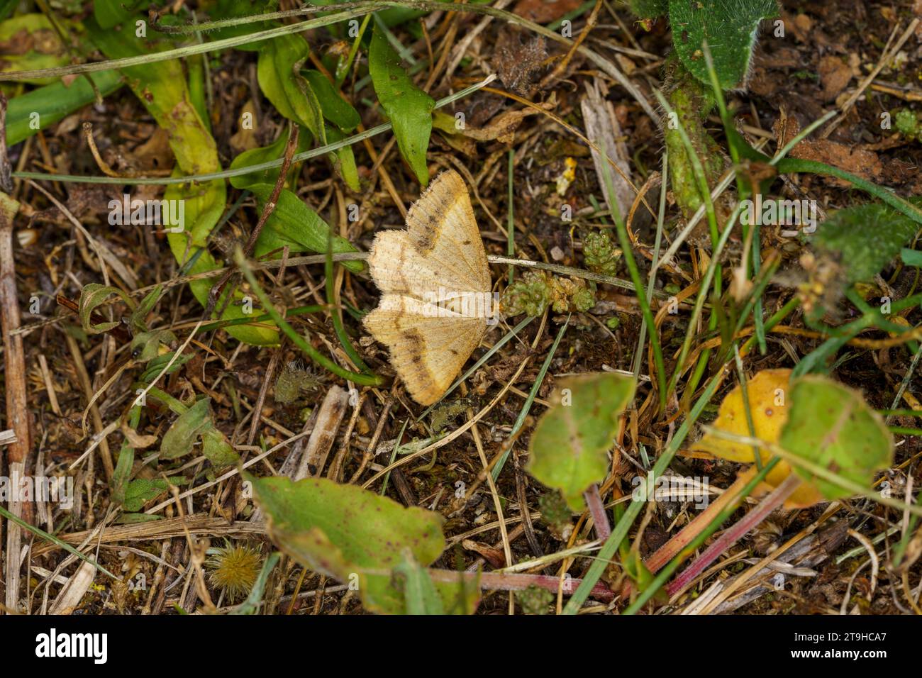Isturgia arenacearia Family Geometridae Genus Isturgia The sand bordered bloom moth wild nature insect wallpaper, picture, photography Stock Photo