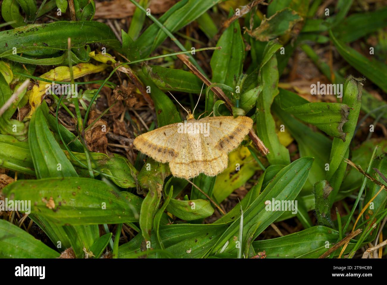 Isturgia arenacearia Family Geometridae Genus Isturgia The sand