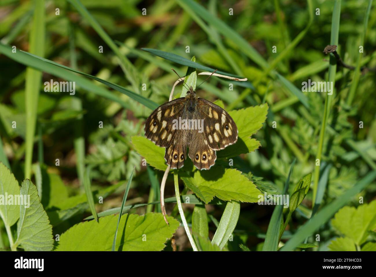 Pararge aegeria Family Nymphalidae Genus Pararge Speckled wood butterfly wild nature insect wallpaper, picture, photography Stock Photo