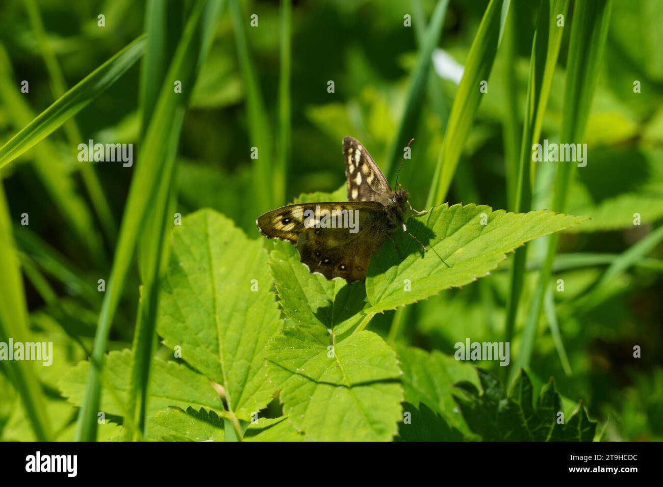 Pararge aegeria Family Nymphalidae Genus Pararge Speckled wood butterfly wild nature insect wallpaper, picture, photography Stock Photo