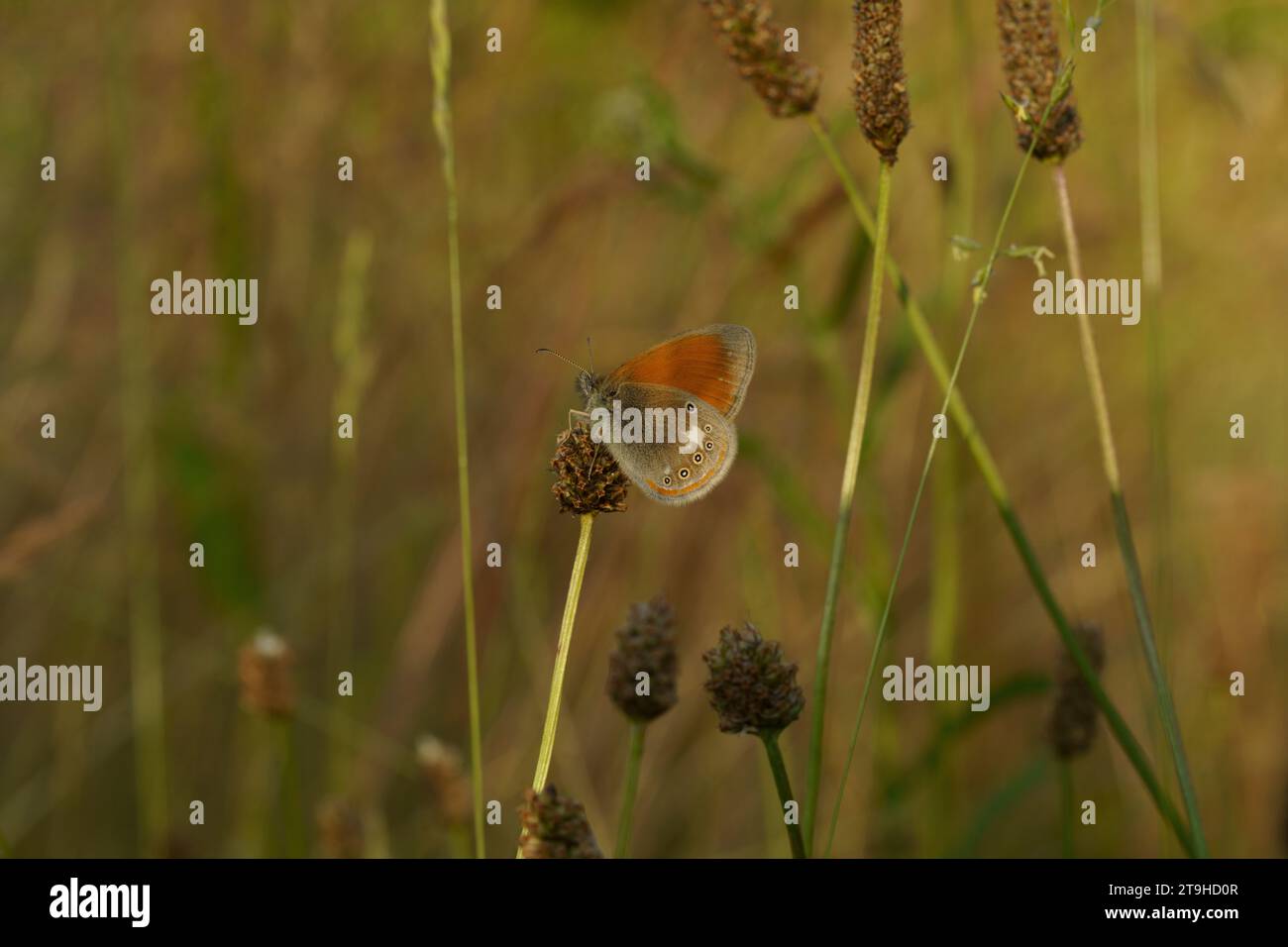 Coenonympha glycerion Family Nymphalidae Genus Coenonympha Chestnut heath butterfly wild nature insect wallpaper, picture, photography Stock Photo